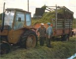 Silage harvesting at the beginning of the 80's