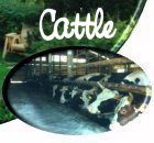 Cattle