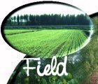 Field